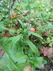 Myosotis scorpioides