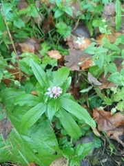 Myosotis scorpioides
