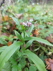 Myosotis scorpioides