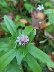 Myosotis scorpioides