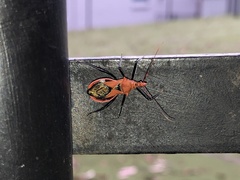 Gminatus australis