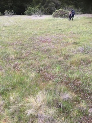 Triphysaria versicolor