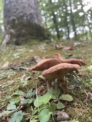 Armillaria gemina