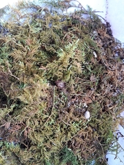 Thuidium laeviusculum