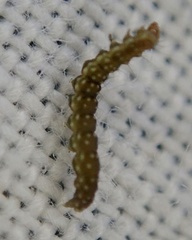 Bucculatrix bechsteinella