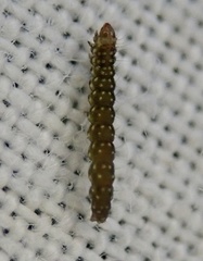 Bucculatrix bechsteinella