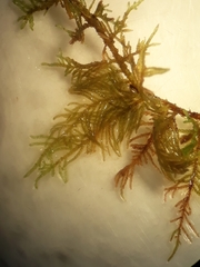 Thuidium laeviusculum