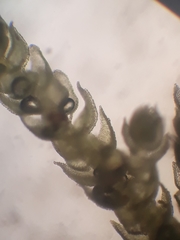 Thuidium laeviusculum