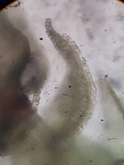 Thuidium laeviusculum
