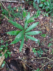 Zamia prasina