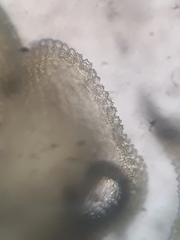 Thuidium laeviusculum
