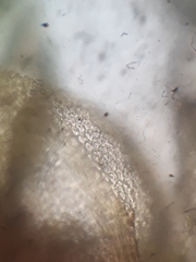 Thuidium laeviusculum