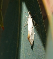 Thema argoptera