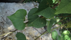 Ipomoea crinicalyx