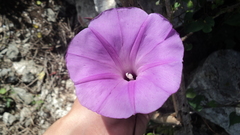 Ipomoea crinicalyx