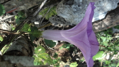 Ipomoea crinicalyx