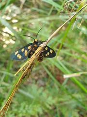 Amata nigriceps
