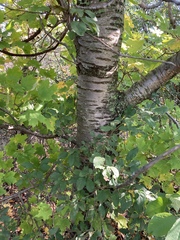 Prunus avium