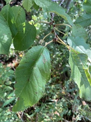 Prunus avium