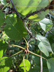 Prunus avium
