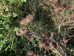 Arctium lappa