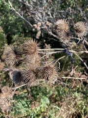 Arctium lappa