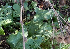 Arctium lappa
