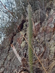 Corryocactus erectus