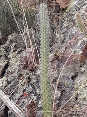 Corryocactus erectus