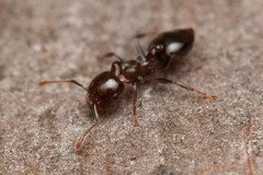 Crematogaster cornigera
