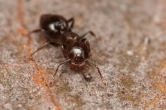 Crematogaster cornigera