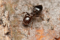 Crematogaster cornigera