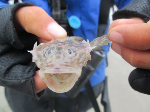 Fourhorn sculpin (Myoxocephalus quadricornis) — Cottidae — 3