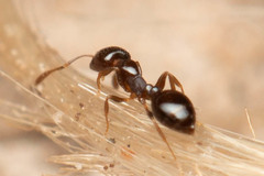 Monomorium sydneyense