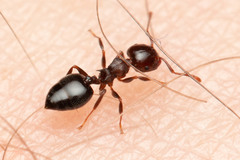 Crematogaster cornigera