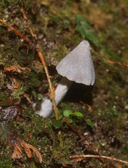 Entoloma canoconicum