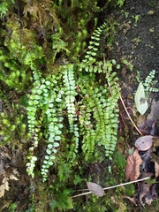 Asplenium trichomanes trichomanes