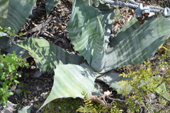Agave asperrima