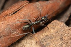 Iridomyrmex mayri