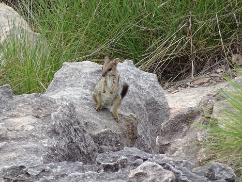 Wilkins's Rock Wallaby
