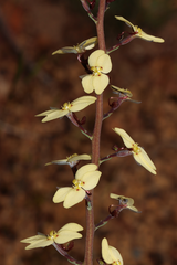 Stylidium striatum