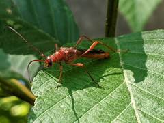 Necydalis laevicollis