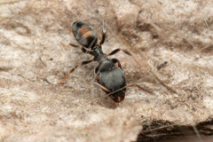 Ochetellus punctatissimus