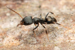 Ochetellus punctatissimus