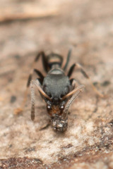 Ochetellus punctatissimus