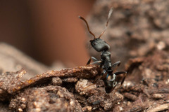 Ochetellus punctatissimus