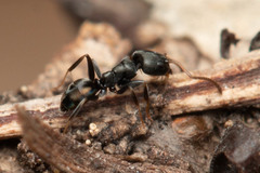 Ochetellus punctatissimus