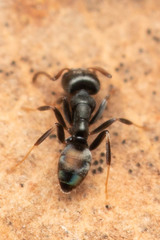 Ochetellus punctatissimus