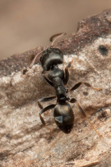 Ochetellus punctatissimus