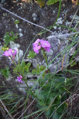 Arabis blepharophylla